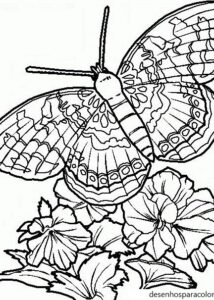Desenhos de borboletas 21